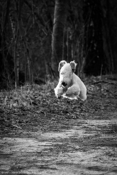 2013-12-31 Svet - Aveline - Alanna-2-2.jpg